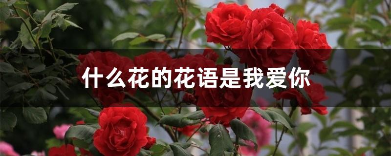 什么花的花语是我爱你