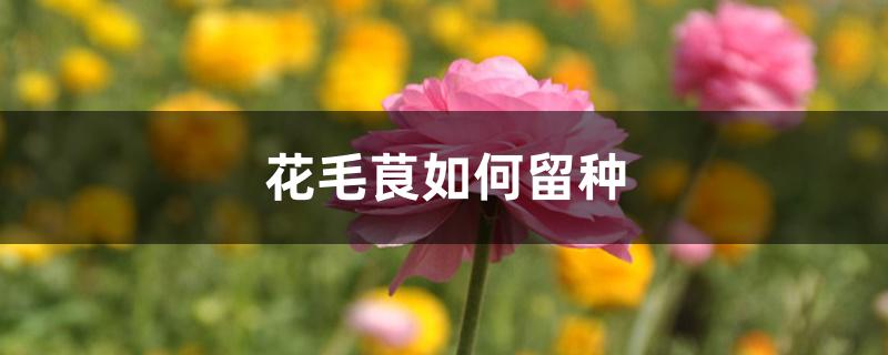 花毛茛如何留种