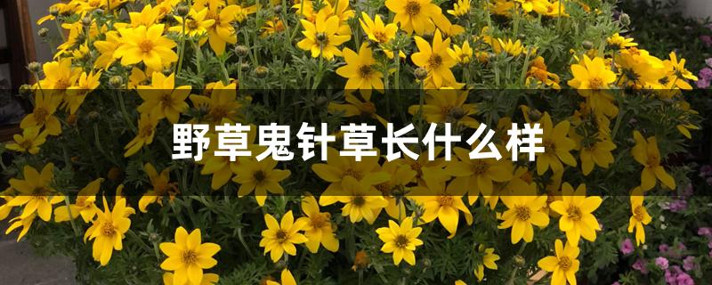 野草鬼针草长什么样