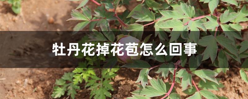 牡丹花掉花苞怎么回事