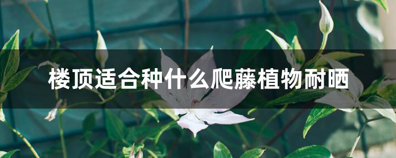 楼顶适合种什么爬藤植物耐晒