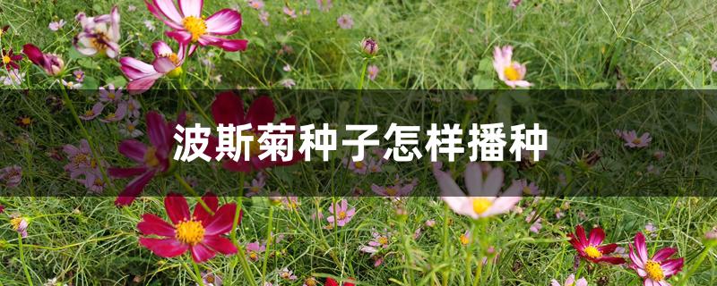 波斯菊种子怎样播种