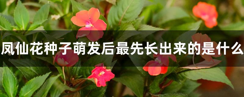 凤仙花种子萌发后最先长出来的是什么