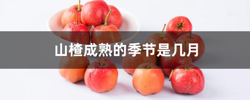 山楂成熟的季节是几月