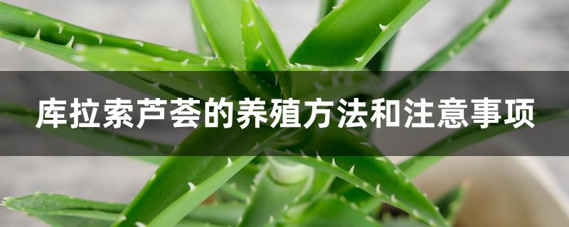 库拉索芦荟的养殖方法和注意事项