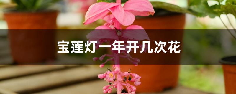 宝莲灯一年开几次花