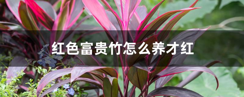 红色富贵竹怎么养才红 红色富贵竹怎么养才红
