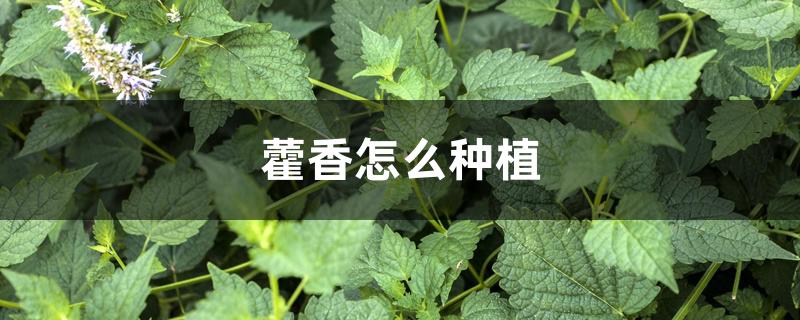 藿香怎么种植