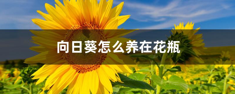 向日葵怎么养在花瓶