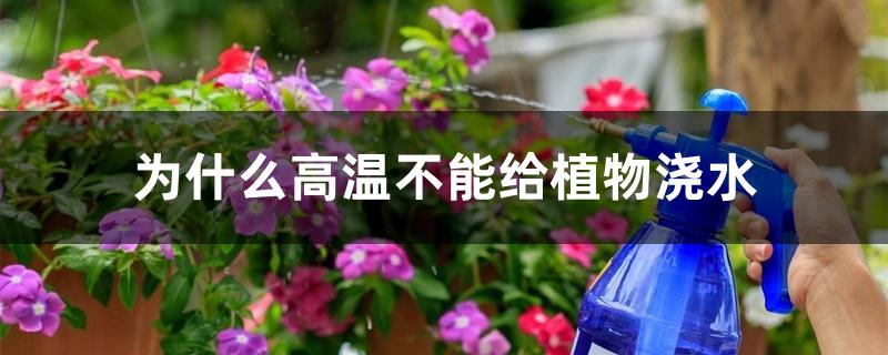 为什么高温不能给植物浇水