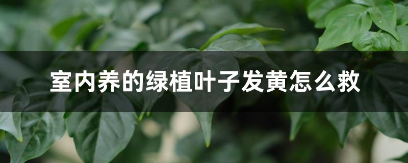 室内养的绿植叶子发黄怎么救