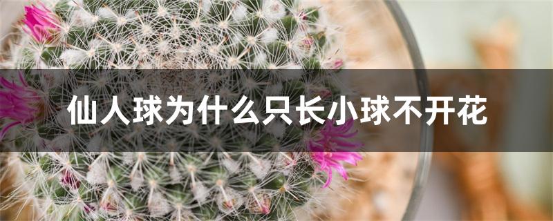 仙人球为什么只长小球不开花