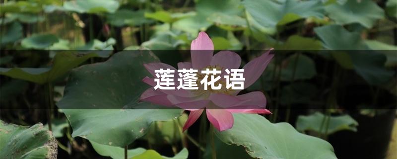 莲蓬花语