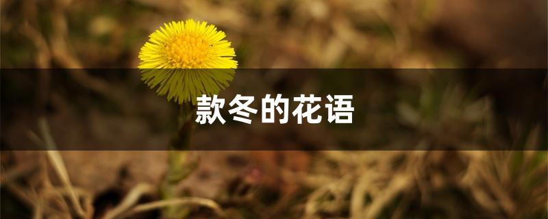 款冬的花语 款冬的花语