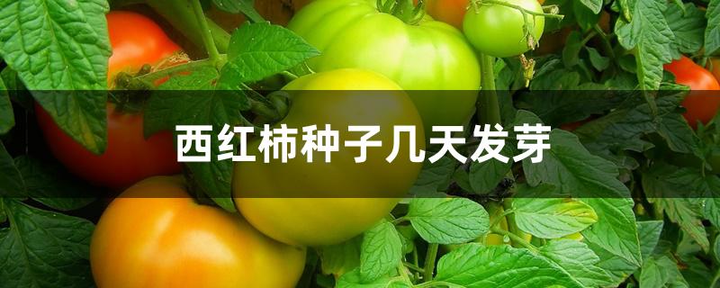 西红柿种子几天发芽