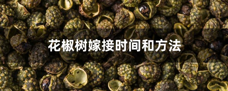 花椒树嫁接时间和方法