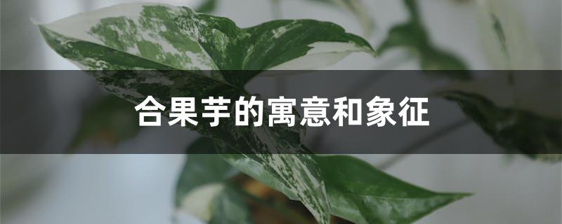 合果芋的寓意和象征