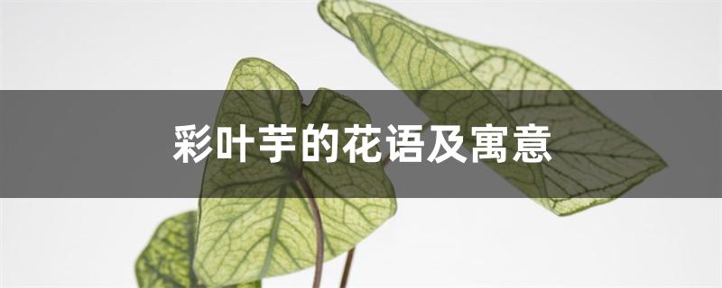 彩叶芋的花语及寓意