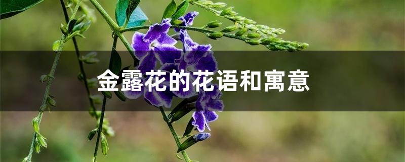 金露花的花语和寓意