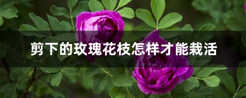 剪下的玫瑰花枝怎样才能栽活