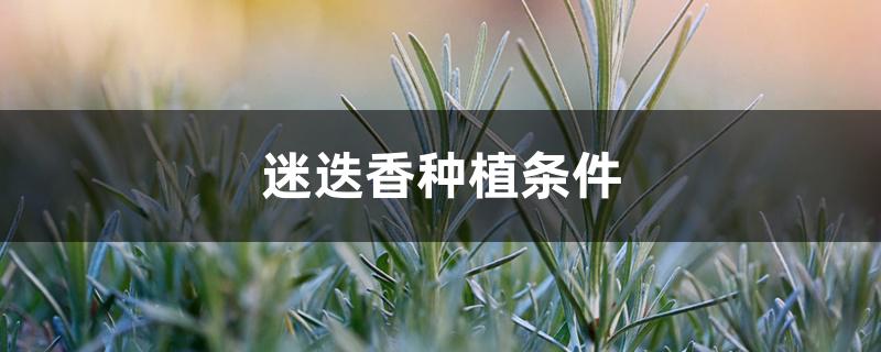 迷迭香种植条件