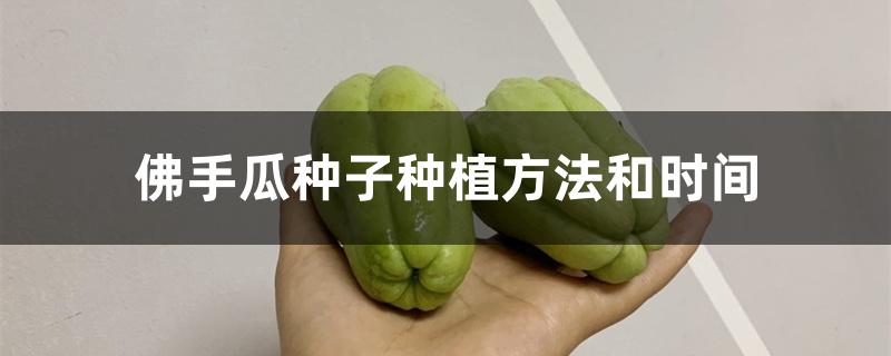 佛手瓜种子种植方法和时间