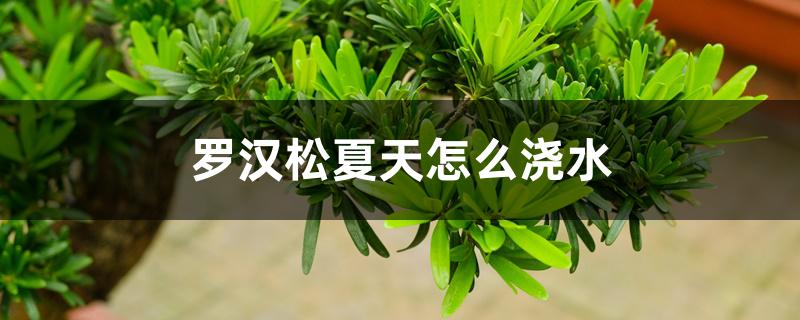 罗汉松夏天怎么浇水