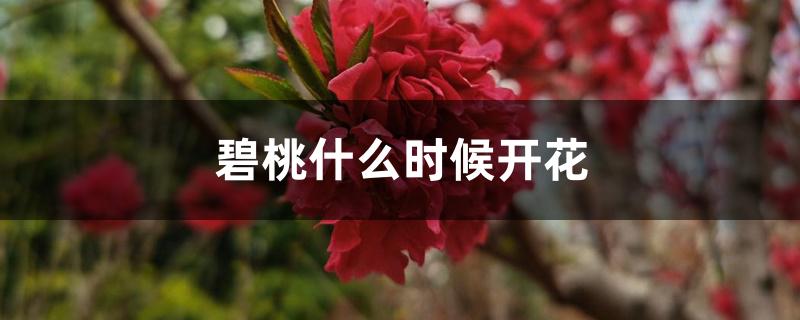 碧桃什么时候开花