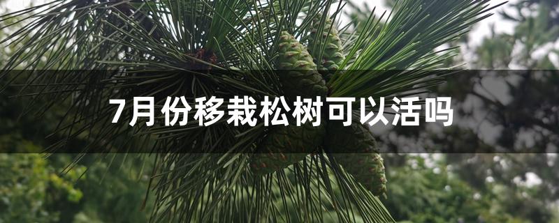 7月份移栽松树可以活吗