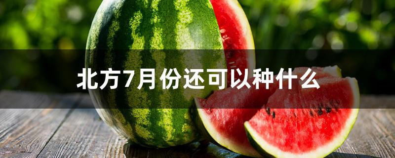 北方7月份还可以种什么