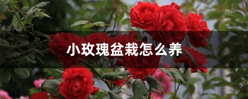 小玫瑰盆栽怎么养