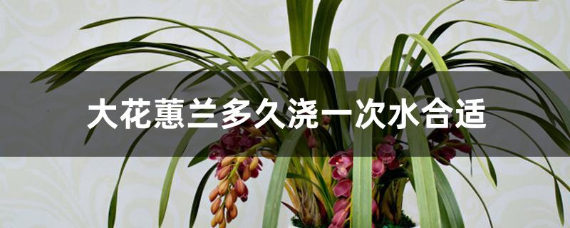 大花蕙兰多久浇一次水合适 大花蕙兰多久浇一次水合适