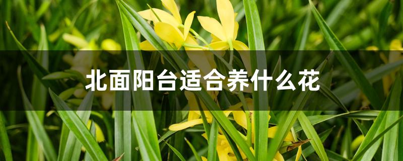 北面阳台适合养什么花