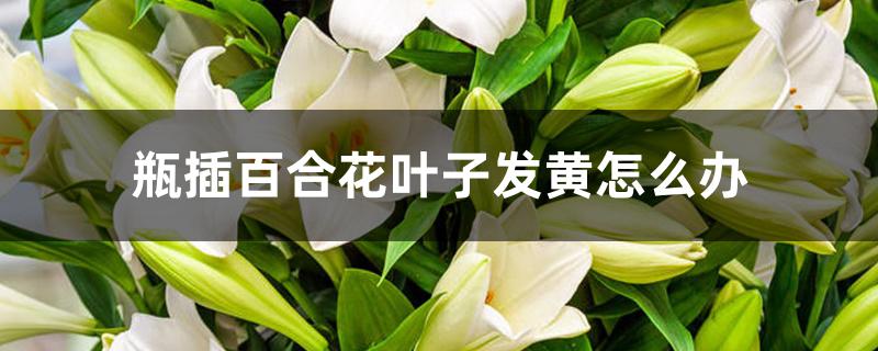 瓶插百合花叶子发黄怎么办