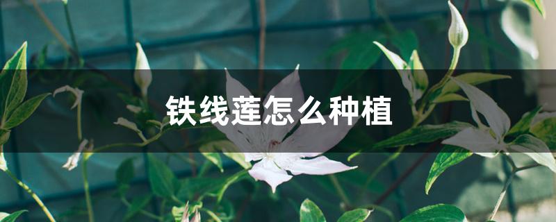 铁线莲怎么种植