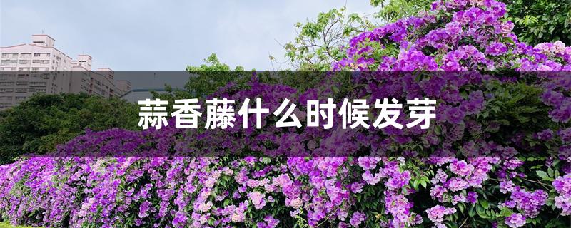 蒜香藤什么时候发芽