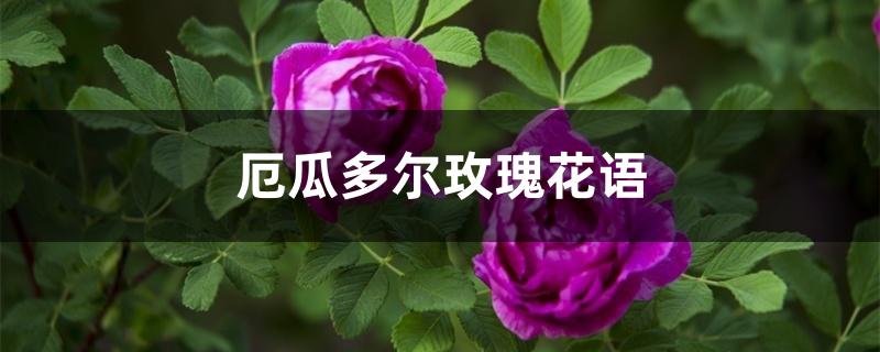 厄瓜多尔玫瑰花语