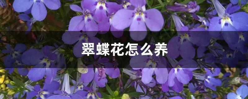 翠蝶花怎么养