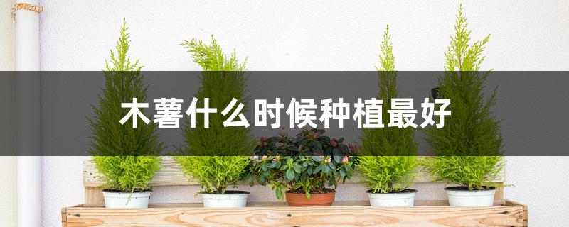 木薯什么时候种植最好 木薯什么时候种植最好