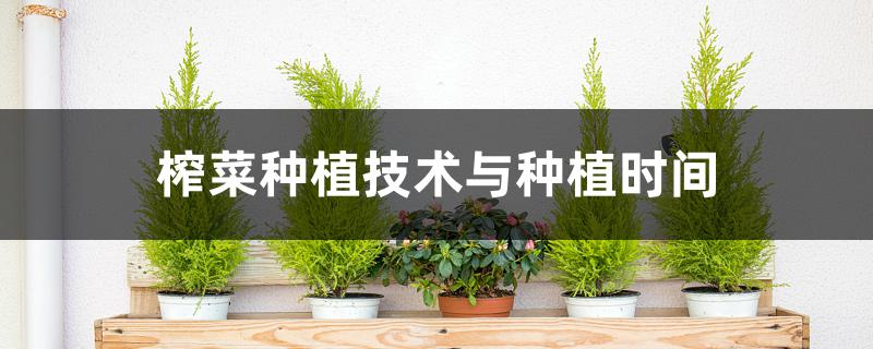 榨菜种植技术与种植时间