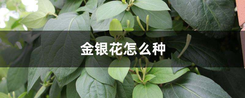 金银花怎么种