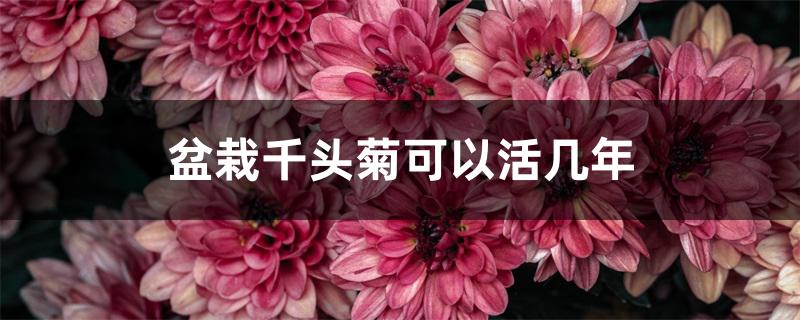 盆栽千头菊可以活几年 盆栽千头菊可以活几年