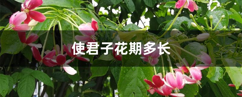 使君子花期多长