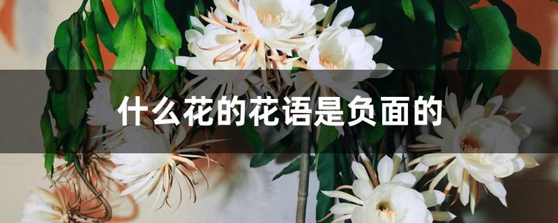 什么花的花语是负面的