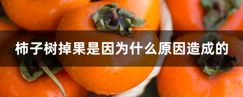 柿子树掉果是因为什么原因造成的 柿子树掉果是因为什么原因造成的