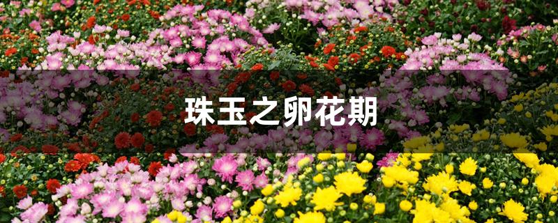 珠玉之卵花期 珠玉之卵花期