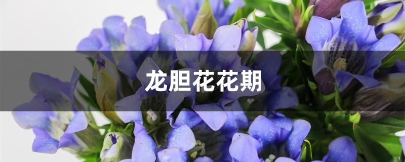 龙胆花花期