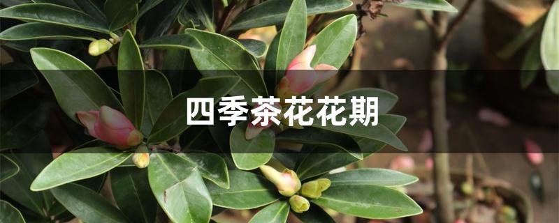 四季茶花花期