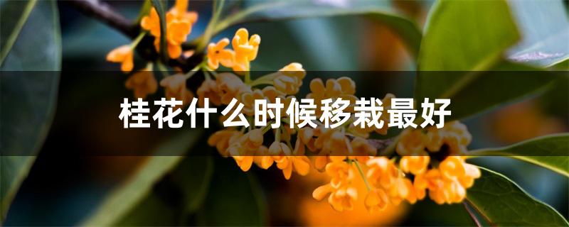 桂花什么时候移栽最好