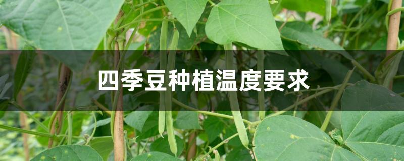 四季豆种植温度要求